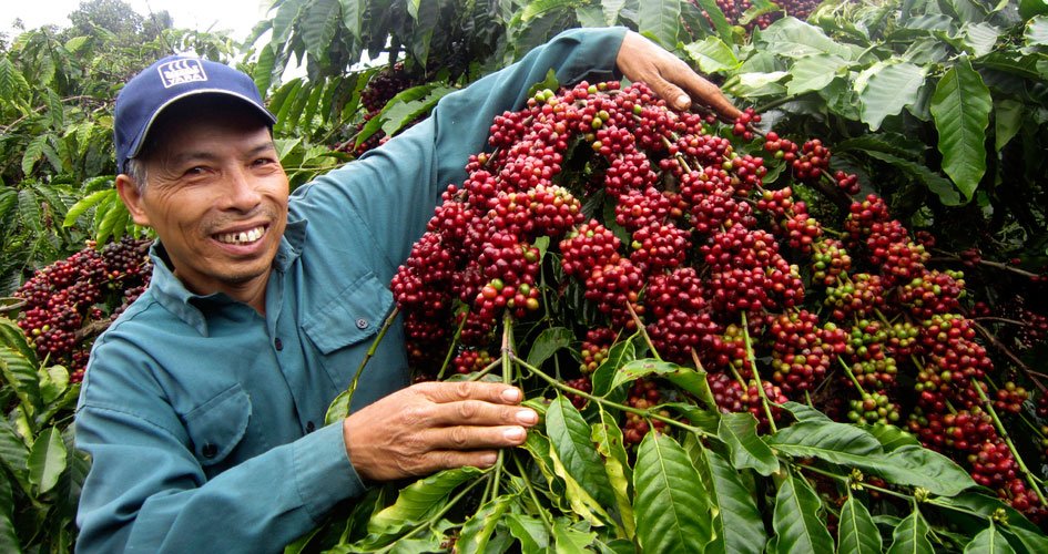 Nông dân trồng cà phê